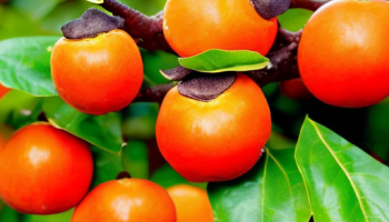 Размножение хурмы: методы и советы Размножение хурмы: методы и советы