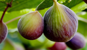 Как выращивать инжир из саженцев: шаг за шагом руководство Как выращивать инжир из саженцев: шаг за шагом руководство