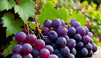 Саженцы винограда: как правильно посадить и ухаживать за ними Саженцы винограда: как правильно посадить и ухаживать за ними