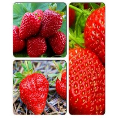 Клубника > коллекция из 3-х сортов: Клубника Джоли => Клубника Диаманта => Клубника Диана