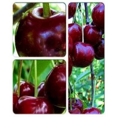 Вишня > коллекция из 3-х сортов: Вишня Люцина => Вишня Возрождение => Вишня Молодежная