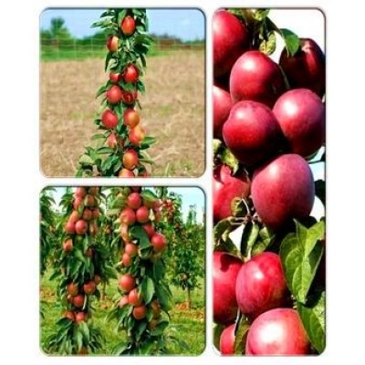 Яблоня колоновидная > коллекция из 3-х сортов: Яблоня колоновидная Легенда => Яблоня колоновидная Патриот => Яблоня колоновидная Элита