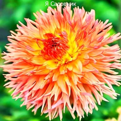 Саженец Георгинов "Снохо Вондер" Саженец Георгинов "Снохо Вондер"