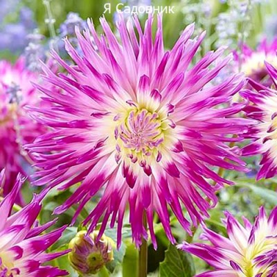 Саженец Георгинов "Веритейбл" Саженец Георгинов "Веритейбл"