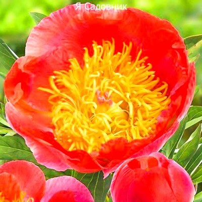 Пионы "Корал Суприм" Пионы "Корал Суприм"