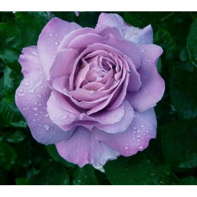 Саженец Чайно-Гибридных Роз "Вальц тайм" Саженец Чайно-Гибридных Роз "Вальц тайм"