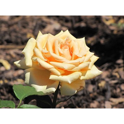 Саженец Чайно-Гибридных Роз "Валенсия" Саженец Чайно-Гибридных Роз "Валенсия"