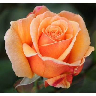 Саженец Чайно-Гибридных Роз "Вуду" Саженец Чайно-Гибридных Роз "Вуду"