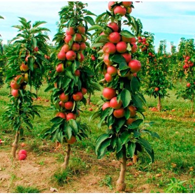 Саженец яблони колоновидной "Ильма"