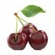 Черешня от питомника в Гатчине