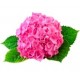 Саженцы Гортензии от питомника в Гатчине