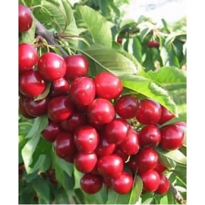 Саженец черешни "Изюмная"
