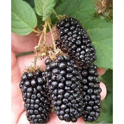 Саженец ежевики "Блек Бат" Саженец ежевики "Блек Бат"