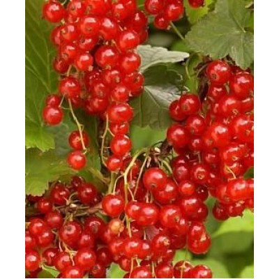 Саженец смородины красной "Августус" Саженец смородины красной "Августус"