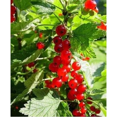 Саженец смородины красной "Газель" Саженец смородины красной "Газель"