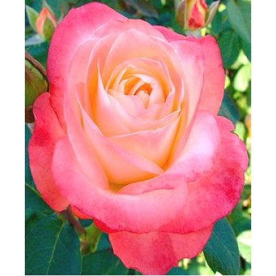 Саженец розы "Белла Перла" Саженец розы "Белла Перла"