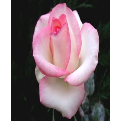 Саженец розы "Белла Вита" Саженец розы "Белла Вита"