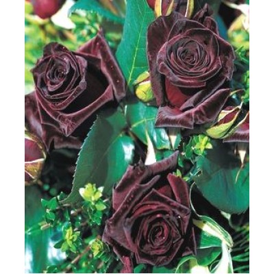 Саженец розы "Блэк Баккара" Саженец розы "Блэк Баккара"